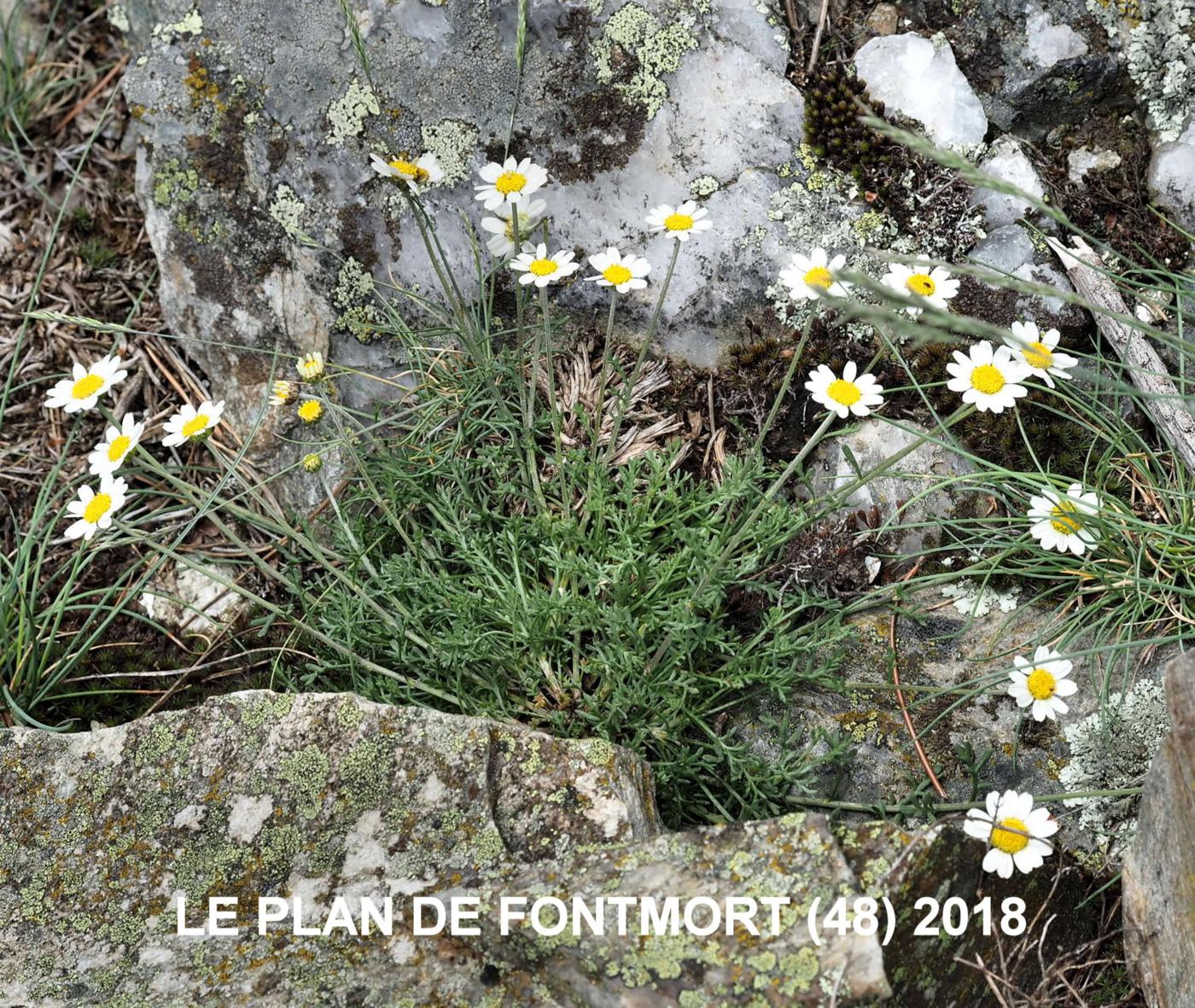 Dog-daisy, Mountain plant